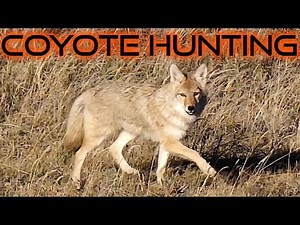Incredible Coyote Hunting Footage In 4k | 6 Action Packed Stands, 7 Coyotes Down! Family Hunting