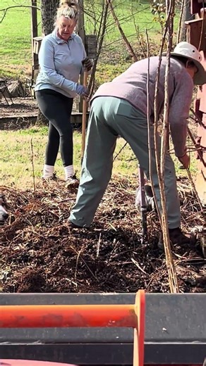Ostrich fern donation to the healing trail thank you all for the help ￼