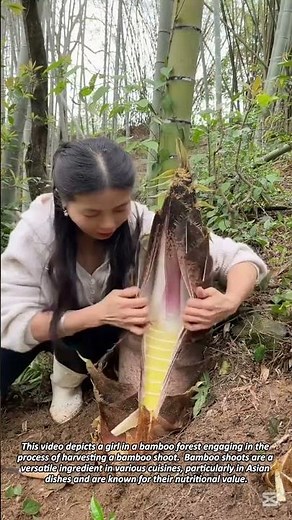 Bamboo Shoot Harvesting in a Forest Environment