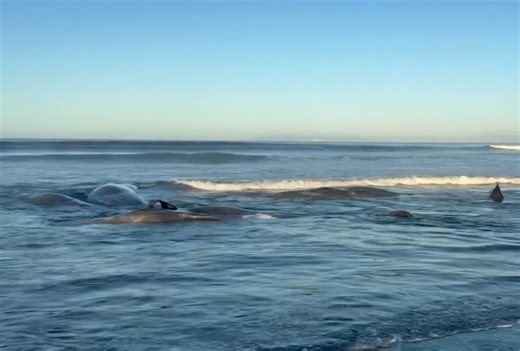 267K views · 4.8K reactions | Closer view of the whales that washed ashore in Chiba, Japan following the Earthquake & Tsunami today  | Japan Moments | Facebook