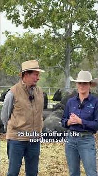 AuctionsPlus x Te Mania Angus | Northern Spring Bull Sale Preview 2026