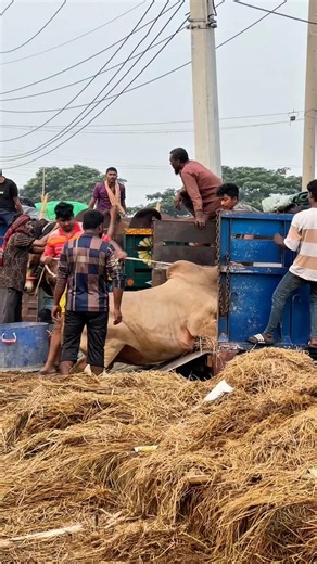 Hefty Sahiwal bull unloaded at Gabtoli Haat wait till you see what happened! 🐂🔥