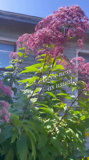 🐝 Pollinators love Joe Pye Weed- they won’t stop buzzing about it 😎 Have you grown this towering “weed” before? ⬇️ #pollinatorfriendly #joepyeweed #toweringplants #tall #bees #weedsareflowerstoo #flowergarden #pollinatorgarden #mondays #gardening #homegarden #growyourown #smallbusiness #womanowned #pinetreegardenseeds #maine #superseeds | Pinetree Garden Seeds