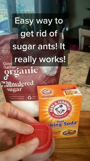 Natural way to get rid of sugar ants!