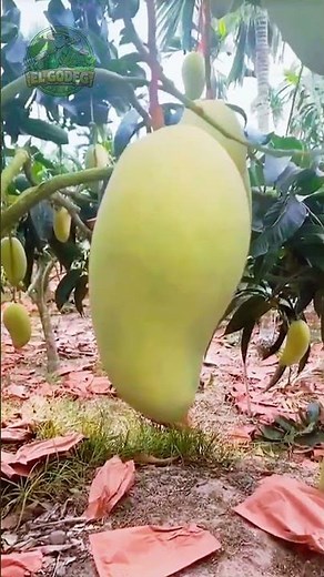 Farmer Picks Huge Mangoes 🥭 Most Satisfying Harvest Ever