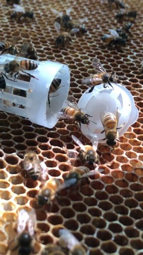 Releasing Old Queen 🐝👑 | Into New Hive