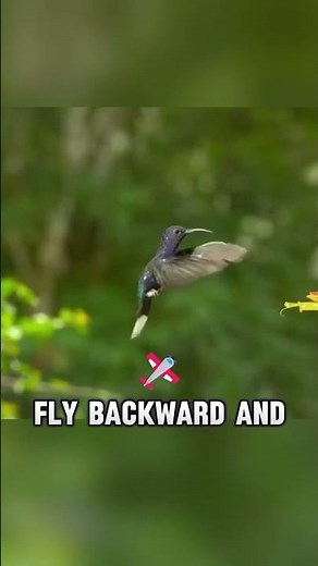 How Hummingbirds Defy Physics #birds #science #amazing