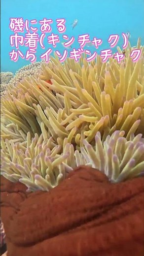 [Ishigaki Island] Snorkeling under blue skies despite the rainy season! Tour video for May 21st