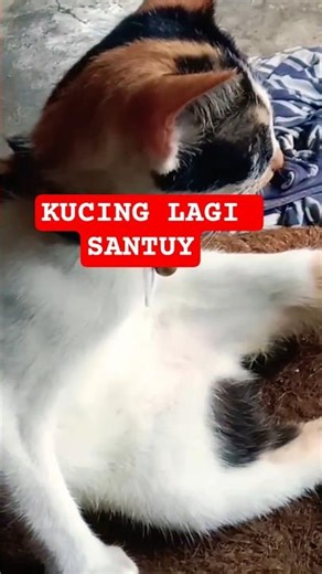 KUCING LAGI SANTUY #kucing #cat #lucu #imut #santuy #kucing lucu #kucing imut