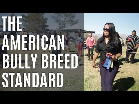 THE AMERICAN BULLY STANDARD (UPDATED)
