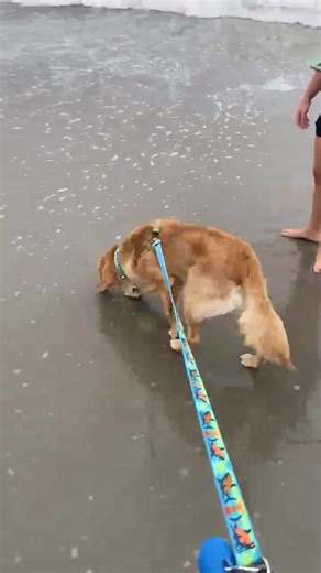 Katie Lin Satterfiel (@katielinsatterfield)’s videos with