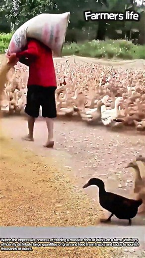 You Won't Believe How Many Ducks Are Being Fed Here #worker #process #amazing #ducks #farm life