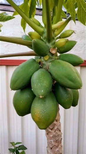 The Secret Of Growing Papayas in a Pot #papaya #growyourownfood #shortvideo #viralvideo