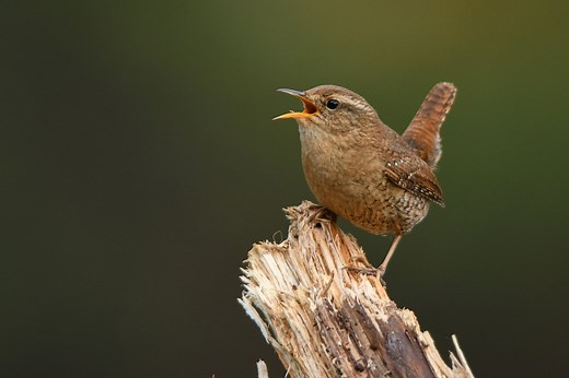 All You Need To Know About Wrens In North America (ID, Photo, Song Guide)