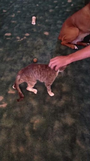 Cat w a broken back. How in home care & TLC can save these cats