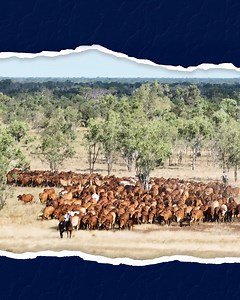 The 2025 Rockhampton Brahman Week Sale starts Monday 6th October 2025 through to Wednesday 8th October 2025. Join us Sunday 5th October from 3pm for our pre sale inspection and Vytelle RBWS Gathering from 5pm. For the biggest and best value Brahman Bull sale catalogue click here: https://brahman.com.au/events/rockhampton-brahman-week-sale/ More Information available from Sale Agents Elders Rockhampton Nutrien Ag Solutions - QLD Stud Stock GDL - Rockhampton/Mackay Thank you to our 2025 RBWS spons