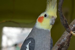 Can Cockatiels Eat Parakeet Food: Yes and No and Here Is Why - Small Pets 101