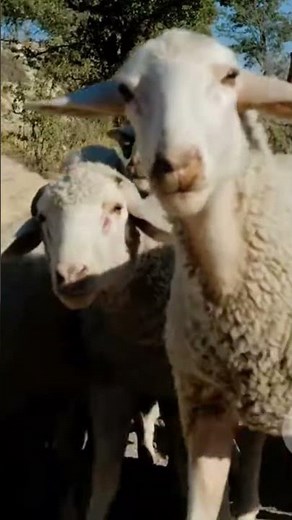 The Unbelievable Intelligence of Herding Dogs