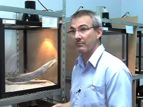 How lizards use signalling