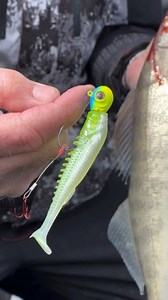 Check me out! 🔥 3/4 oz. MVP Jig & Eye-Candy Paddle Shad combo success with Hook n' Look’s Kim Stricker! 🙌🎣 #TeamNorthlandTackle | Northland Fishing Tackle