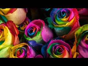 15 Rose Color Meanings to Help You Pick the Perfect Bouquet..