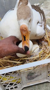 1M views · 13K reactions | Swan egg hatching First One Baby廉 ྀི殺 | Animals Life | Facebook