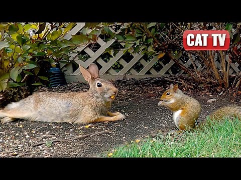 Cat TV for Cats to Watch 😺 | 🐰 Bunnies, Squirrels and Birds in the Wild | 8 Hours 4K HDR