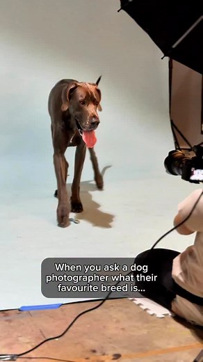 We love ALL breeds and mixes around here!! 💙📸 Dog photographer | studio photoshoot | dog photography | pet photographer | studio photography | flash photography | Australian photographer . . #dogphotography #dogphotographer #studiophotography #australianphotographer #australiandogphotographer #sonyalpha #adelaidephotographer #dogsofadelaide #adelaidedogs | Camille West Photography