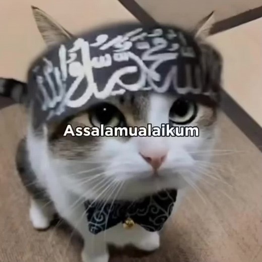 Hilarious Cat Dubbing Memes