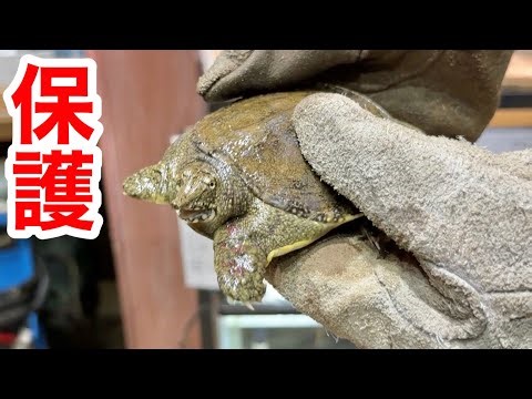 It's been a year since we rescued the baby softshell turtle.