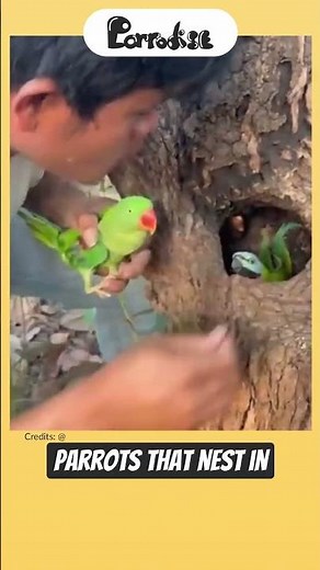 How Quaker Parrots Live Wild? 🌿