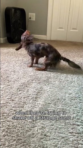 Why Your Dog Randomly Runs In Circles 🤯