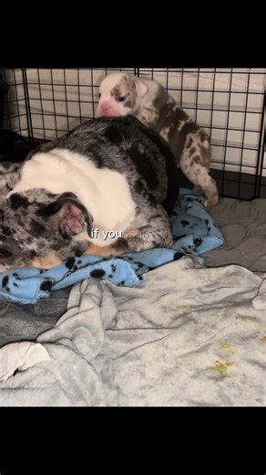 Explore Life with Adorable Bulldogs and Puppies