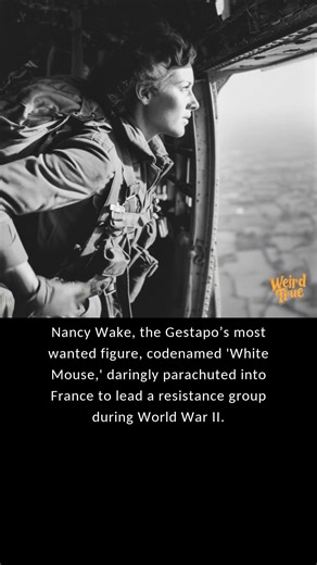 Nancy Wake was no ordinary woman; her exploits during World War II sound like scenes from an action-packed spy movie. Born in New Zealand and raised in Australia, Wake moved to Europe in the 1930s. Her life took a dramatic turn with the onset of the war. Working as a journalist in France, she witnessed the rise of Nazi power and the devastation it brought. Her fierce determination and bravery led her to join the French Resistance, where her ability to elude capture earned her the nickname 'White