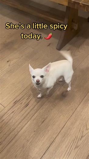 In a mood. Her normal mealtime mood. #dog #funnydog #animals #fyp #foryou #doglover #puppies #chihuahua | Phoebe The Tiny Chihuahua