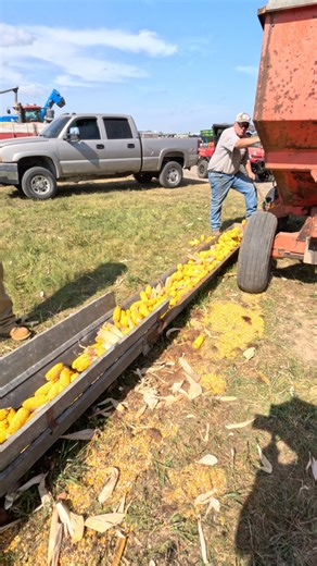 Corn Shucking 🤠 Half century of Progress Rantoul Illinois #shorts #tractor #tractorshow #tractorvideo #farmlife #farmer #farming #farmequipment #farmmachinery #tractors #farmlife #farming #fypシ #trendingreel #antique #Illinois | Someplace or Another