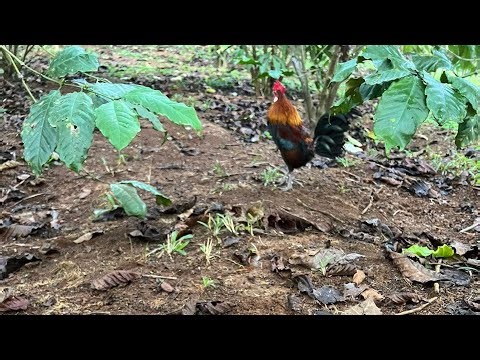 Bẫy gà rừng hay mới nhất. Bổi đẹp quá mà chưa bẫy đc nha mọi người