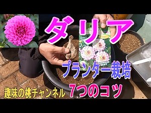 [Dahlia] 7 Tips for Planter Cultivation 04/13/25