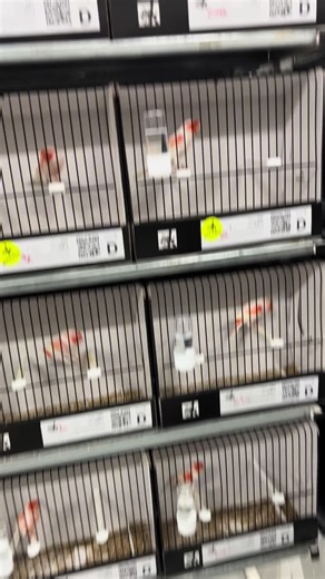 Exploring Canary Breeding Techniques with Red Mosaic