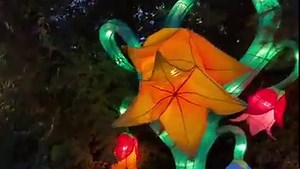 12K views · 341 reactions | Wild Lights, a new Chinese lantern exhibit at the Sedgwick County Zoo, opened Friday, Oct. 1 and runs through early December. The zoo is filled with 47 glowing animal and plant sculptures. Some are animated or interactive. Read more here: https://www.kansas.com/entertainment/article254633937.html | Wichita Eagle | Facebook