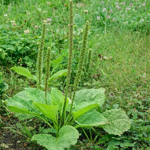 300 Plantain Seeds (plantago Major), Broadleaf Plantain Perennial Herb for Herbal Tea, Non GMO - Etsy