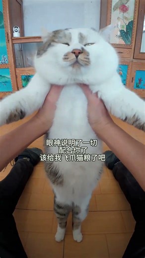 Adorable Baby's Big Belly Wins Hearts with Rua and Hugs! 🥰 CutenessUnleashed