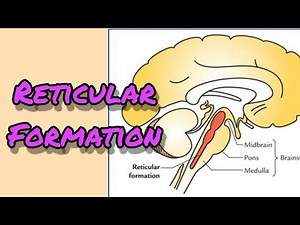 Reticular formation