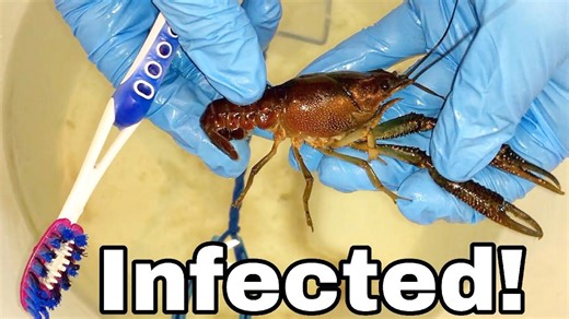 Healing a Crawfish with a Toothbrush?! 🦞
