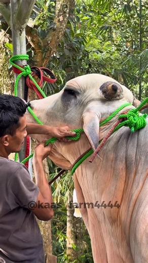 🐂SAPI KURBAN BOGOR FARM🐂 on Instagram: "Tutorial cara tali simpul leher #kaasfarm #hewanqurban #sapiqurban #iduladha #sapi1ton"