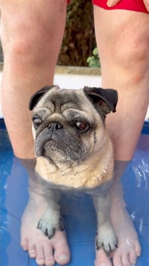 Pug Swimming 🥱 #pugdog #swimmingdog