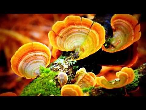 Nikon D3300 Tamron 70-300mm f/4-5.6 Di LD Macro Autofocus Lens