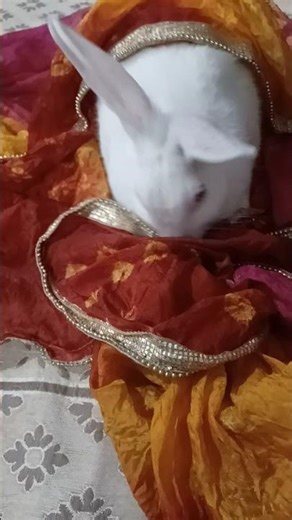 The world's smallest bride ❤️❤️♥️🥰🥰☺️☺️