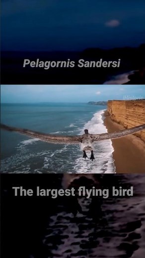 Pelagornis Sandersi Largest Flying Bird [Extinct animals]