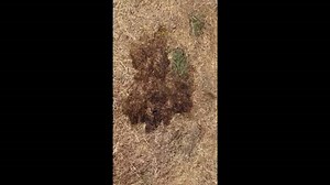 Dashwood Fire Department shows just how fast a fire can spread